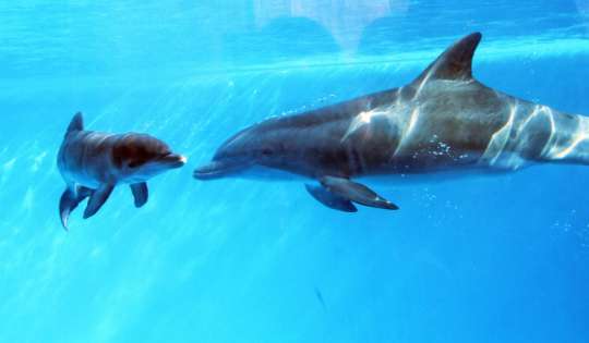 Lo que aprendí sobre apoyo a la lactancia observando a los delfines
